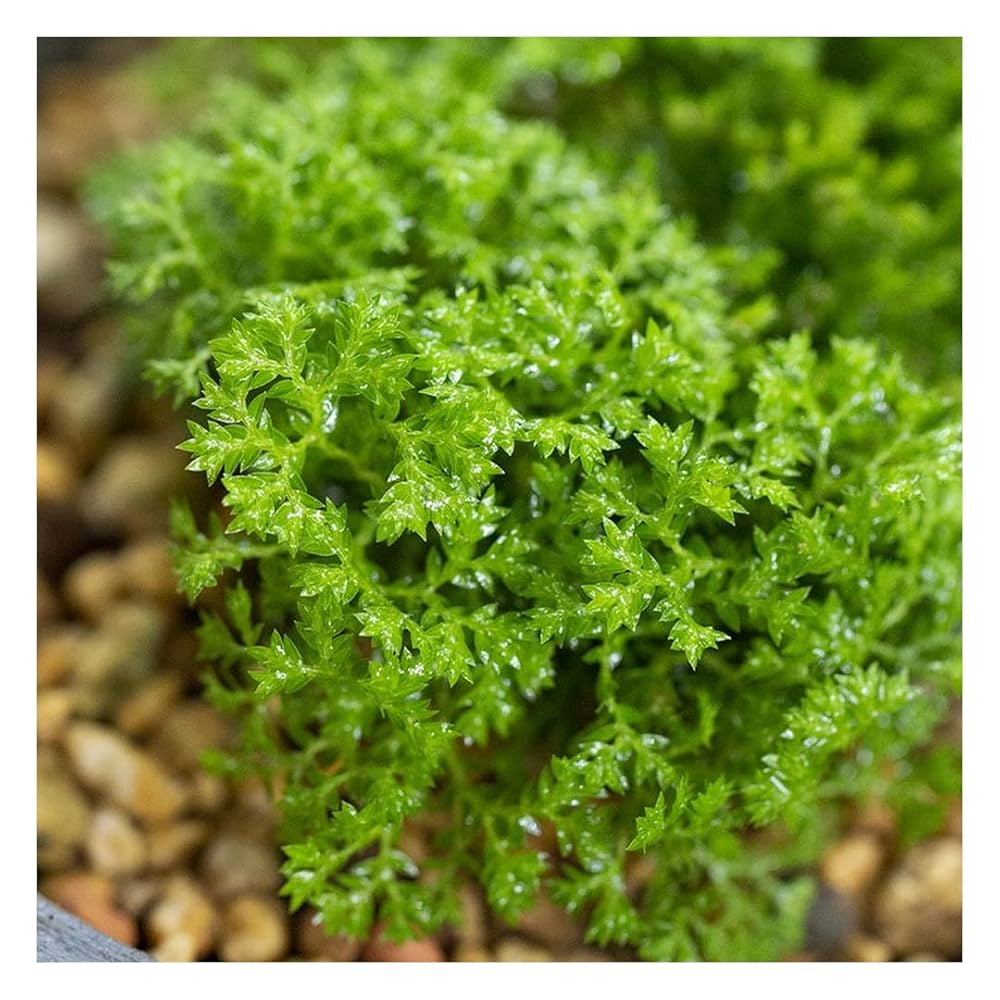 かめさまページ 天然苔八ヶ岳産～ヒカリゴケ～ かめさまページ 天然苔八ヶ岳産～ヒカリゴケ～ コケの聖地・北